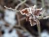 vereiste Pflanze Winter 06
