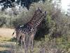 Giraffe Hwange Nationalpark Simbabwe Afrika