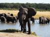 badende Elefanten Hwange Nationalpark Simbabwe Afrika