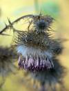 Distel Herbst 04