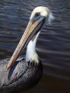 Pelikan Vogel Florida USA