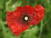 Mohnblume Sommer 11