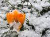 Krokus im Schnee Winter 03