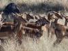 Antilopen - Botswana - Afrika