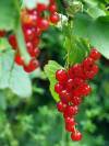 Johannisbeeren