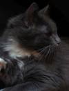 Katze 05
