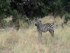 Zebra Khwai NP - Botswana - Afrika