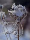 vereiste Pflanze Winter 05