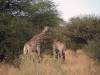 Giraffe Moremi Nationalpark Botswana Afrika