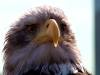 Weißkopfadler Vogel Raubvogel