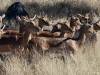 Antilope Nationalpark Botswana Afrika