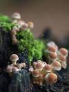 Pilze Herbst 09