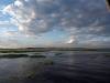 Seerosen im Chobe River Botswana
