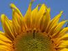 Sonnenblume Sommer 01