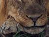Löwe Hwange Nationalpark Zimbabwe Afrika