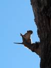 Eichhörnchen Nationalpark Botswana Afrika