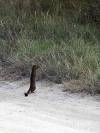 Manguste Moremi Nationalpark Botswana Afrika