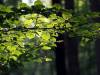 Blattwerk Herbst 06