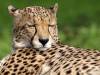 Gepard Afrika Cheetah