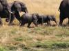 Elefant Hwange Nationalpark Simbabwe Afrika