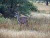 Kudu - Botswana - Afrika