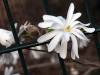 Blüte Frühling 21