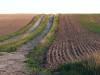 Feld Herbst 02