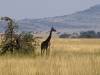 Serengeti NP Afrika Tansania