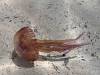 Meerestier Qualle