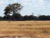 Antilope in der Savanne - Botswana - Afrika