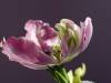 Tulpe blumig 21